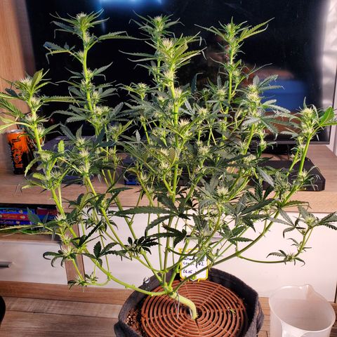 Schoolyard Crush #1 growlog timeline photo