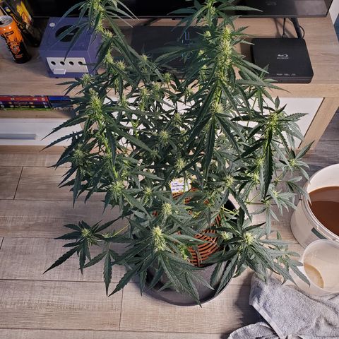 Schoolyard Crush #1 growlog timeline photo
