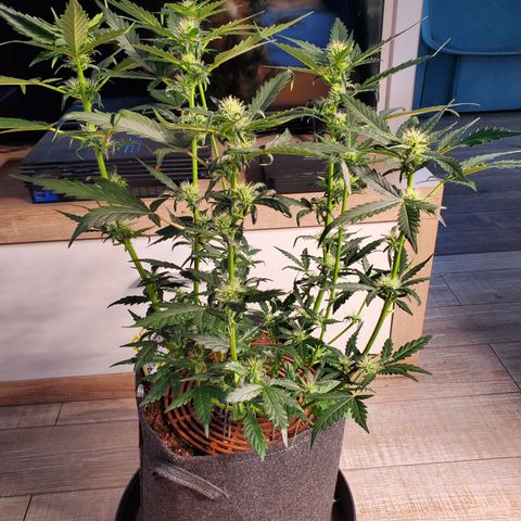 Schoolyard Crush #1 growlog timeline photo