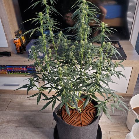 Schoolyard Crush #1 growlog timeline photo