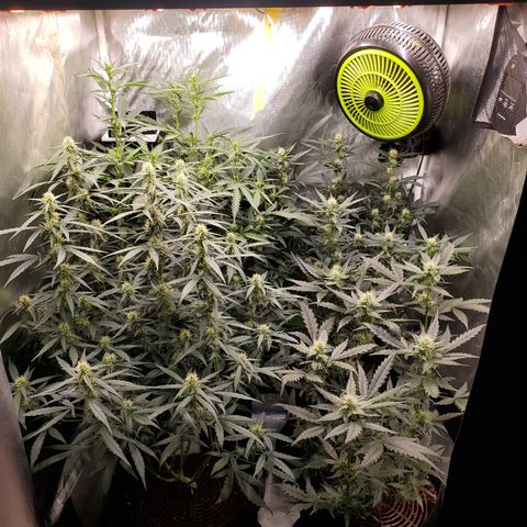 Schoolyard Crush #1 growlog timeline photo