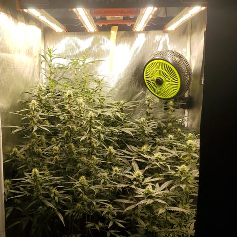 Schoolyard Crush #1 growlog timeline photo