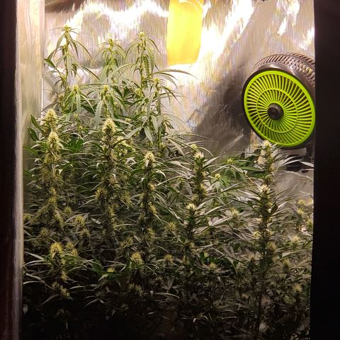 Schoolyard Crush #1 growlog timeline photo
