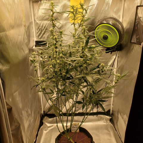 505 Headbanger #2 growlog timeline photo