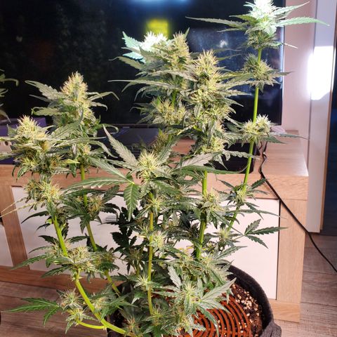 Schoolyard Crush #2 growlog timeline photo