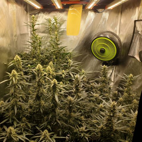 Schoolyard Crush #1 growlog timeline photo