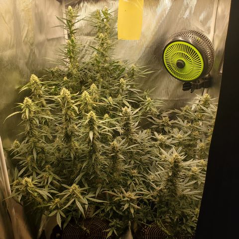 Schoolyard Crush #1 growlog timeline photo