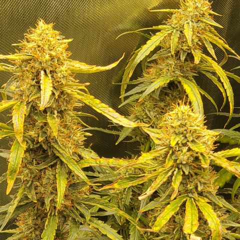 Schoolyard Crush #1 growlog timeline photo