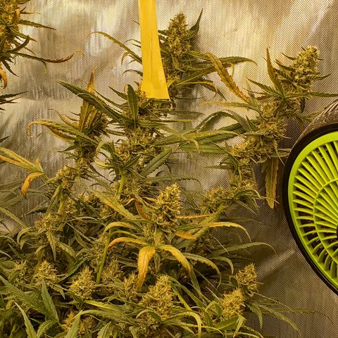 Schoolyard Crush #1 growlog timeline photo