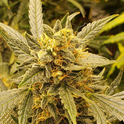 Schoolyard Crush #1 growlog timeline photo