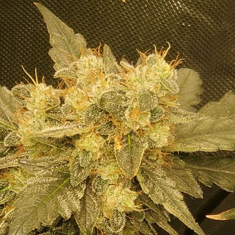 Schoolyard Crush #1 growlog timeline photo