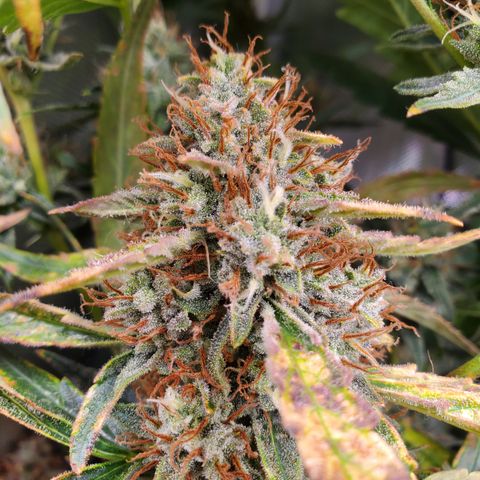 505 Headbanger #1 growlog timeline photo