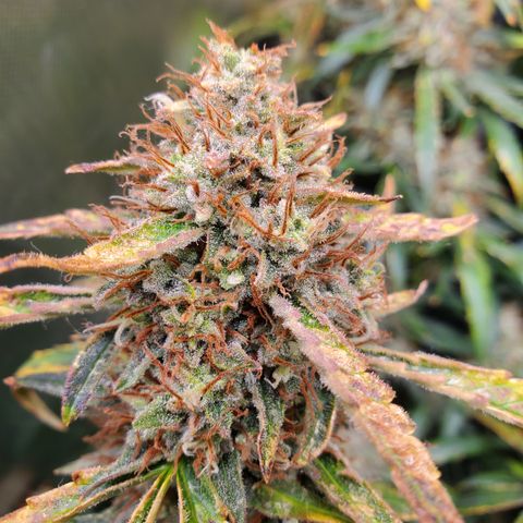 505 Headbanger #1 growlog timeline photo