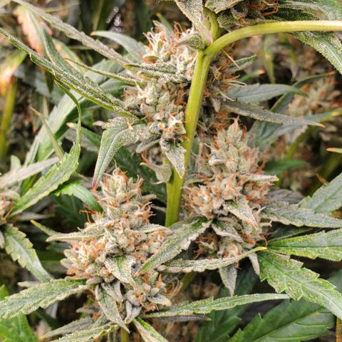 505 Headbanger #2 growlog timeline photo