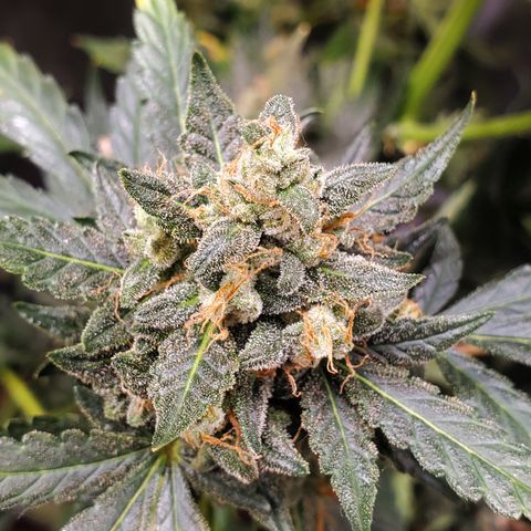 Schoolyard Crush #2 growlog timeline photo
