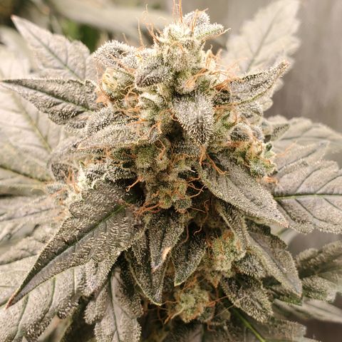 Schoolyard Crush #1 growlog timeline photo