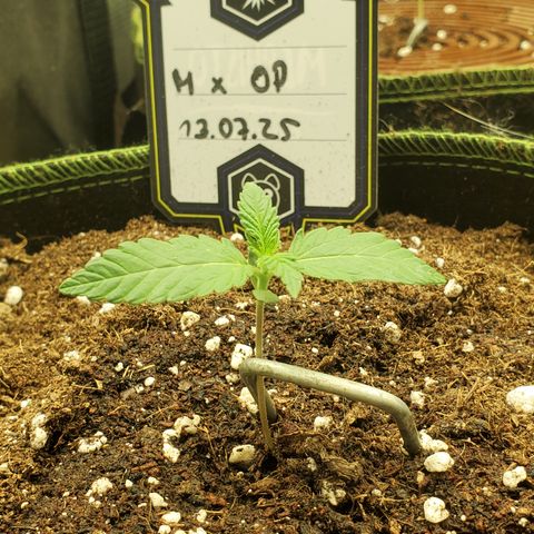 Mimosa x Orange Punch Auto  #1 growlog timeline photo