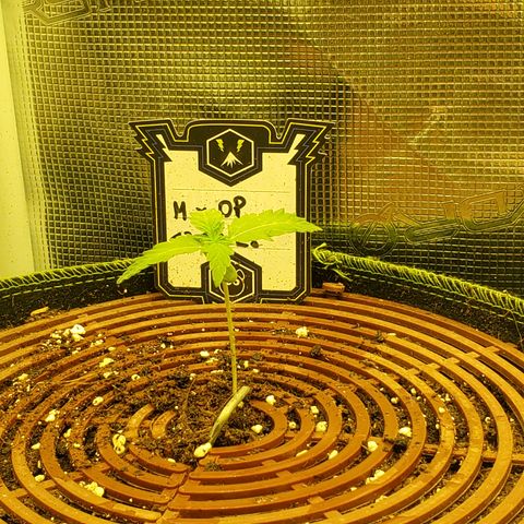 Mimosa x Orange Punch Auto  #2 growlog timeline photo