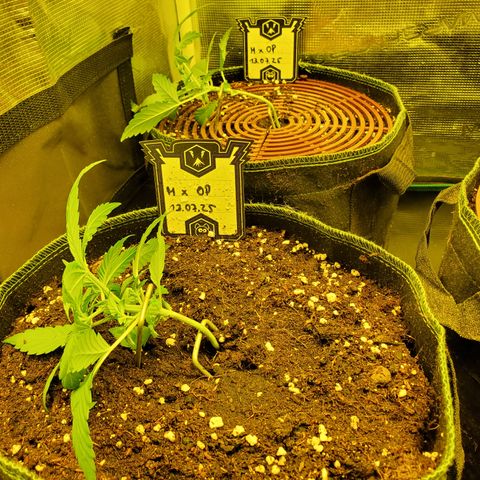 Mimosa x Orange Punch Auto  #2 growlog timeline photo