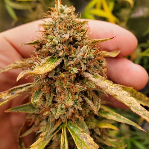 505 Headbanger #1 growlog timeline photo