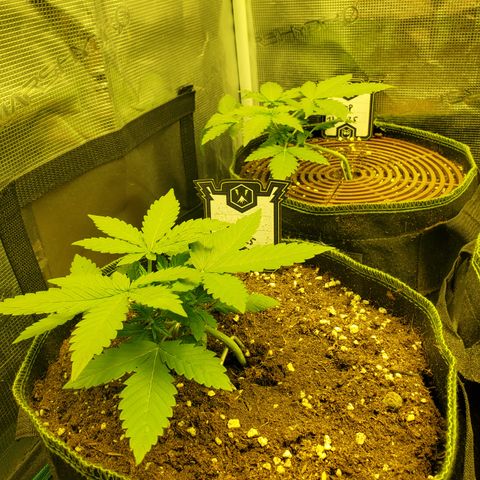 Mimosa x Orange Punch Auto  #2 growlog timeline photo
