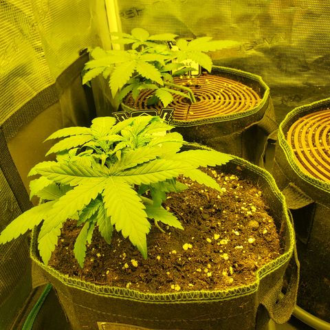 Mimosa x Orange Punch Auto  #2 growlog timeline photo