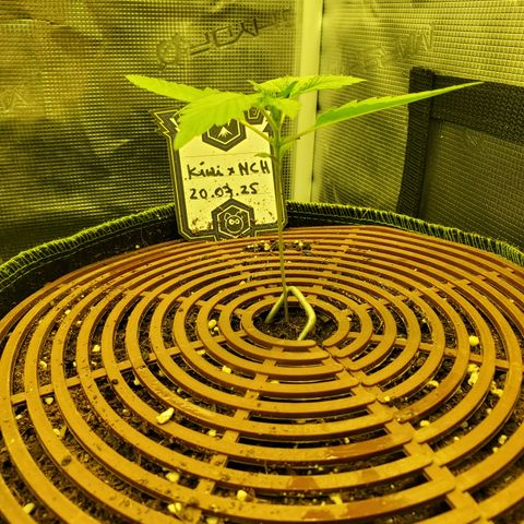 Kiwi x NCH  growlog timeline photo