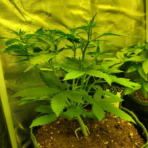 Mimosa x Orange Punch Auto  #2 growlog timeline photo