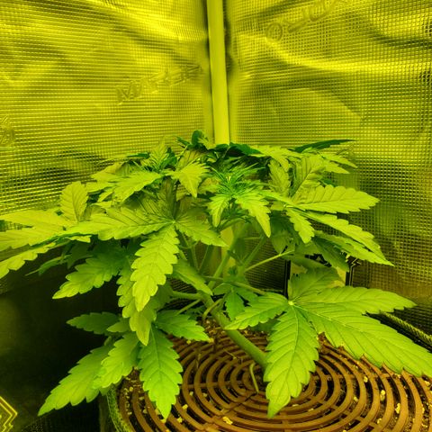 Mimosa x Orange Punch Auto  #2 growlog timeline photo
