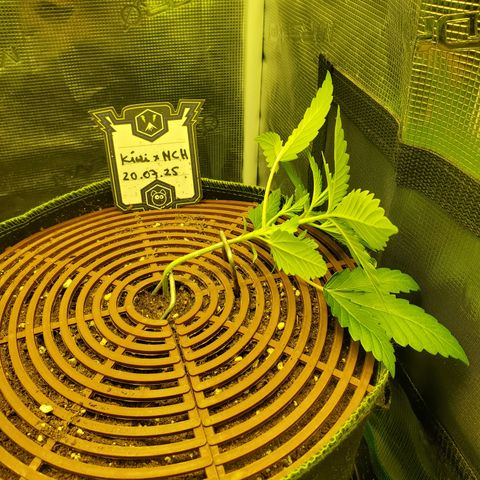 Kiwi x NCH  growlog timeline photo