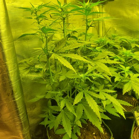 Mimosa x Orange Punch Auto  #1 growlog timeline photo
