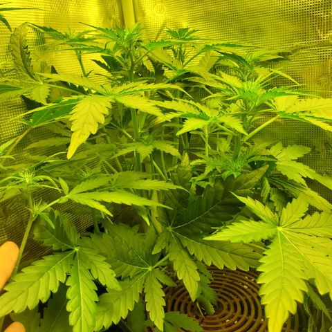 Mimosa x Orange Punch Auto  #2 growlog timeline photo