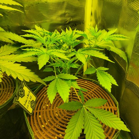 Kiwi x NCH  growlog timeline photo