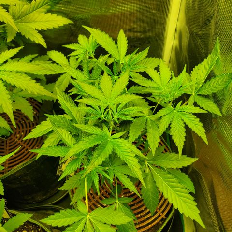 Kiwi x NCH  growlog timeline photo
