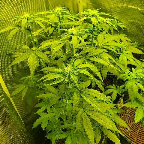 Mimosa x Orange Punch Auto  #1 growlog timeline photo