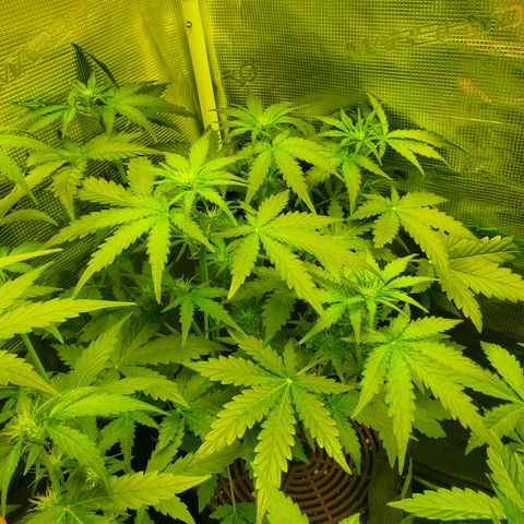 Mimosa x Orange Punch Auto  #2 growlog timeline photo