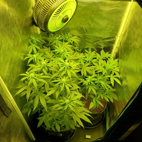 Kiwi x NCH  growlog timeline photo