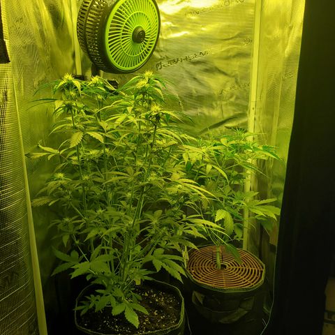 Kiwi x NCH  growlog timeline photo