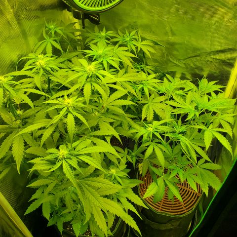 Kiwi x NCH  growlog timeline photo