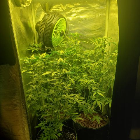 Kiwi x NCH  growlog timeline photo