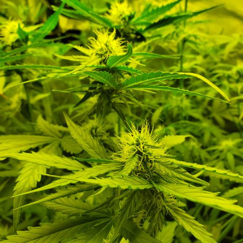 Kiwi x NCH  growlog timeline photo