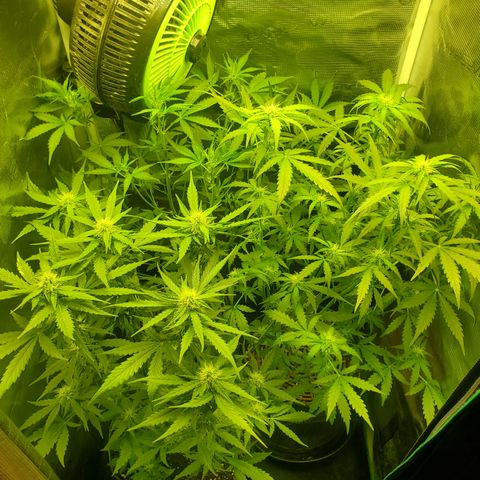 Kiwi x NCH  growlog timeline photo