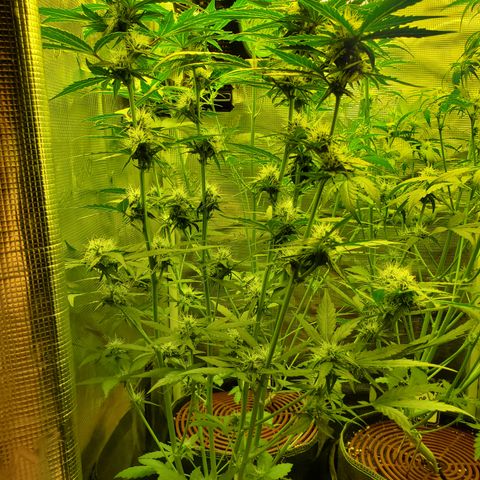 Mimosa x Orange Punch Auto  #1 growlog timeline photo