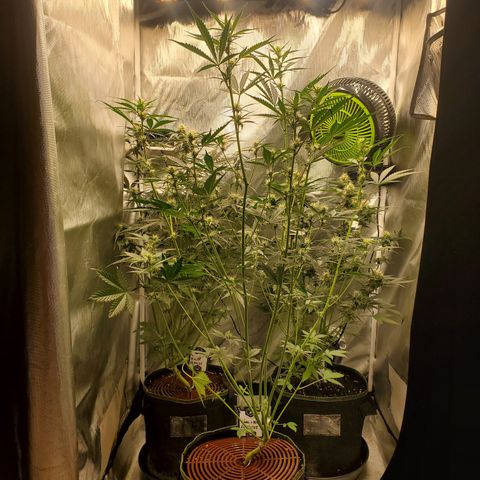 Kiwi x NCH  growlog timeline photo