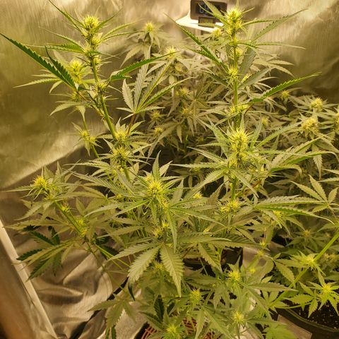 Kiwi x NCH  growlog timeline photo