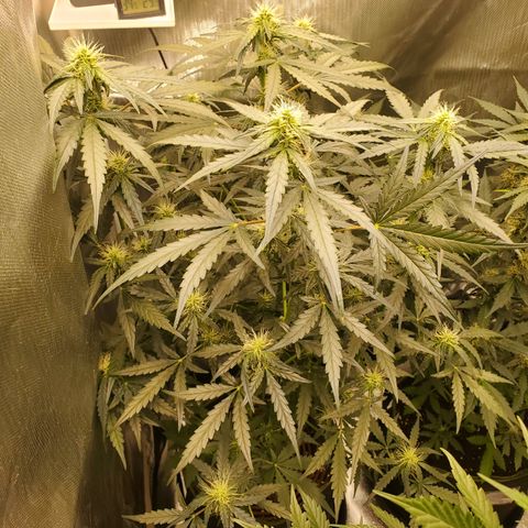 Mimosa x Orange Punch Auto  #1 growlog timeline photo