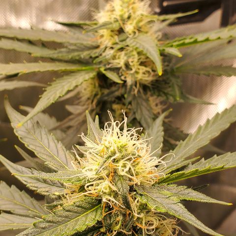 Mimosa x Orange Punch Auto  #2 growlog timeline photo