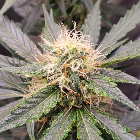 Mimosa x Orange Punch Auto  #2 growlog timeline photo