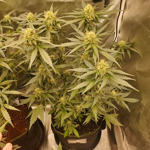 Mimosa x Orange Punch Auto  #2 growlog timeline photo