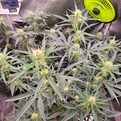 Kiwi x NCH  growlog timeline photo
